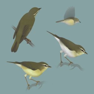 收聽Polskie Ptaki的Bird sounds - Willow warbler歌詞歌曲