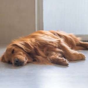 Binaural Beats Central的專輯Soft Echoes for Peaceful Dog Moments