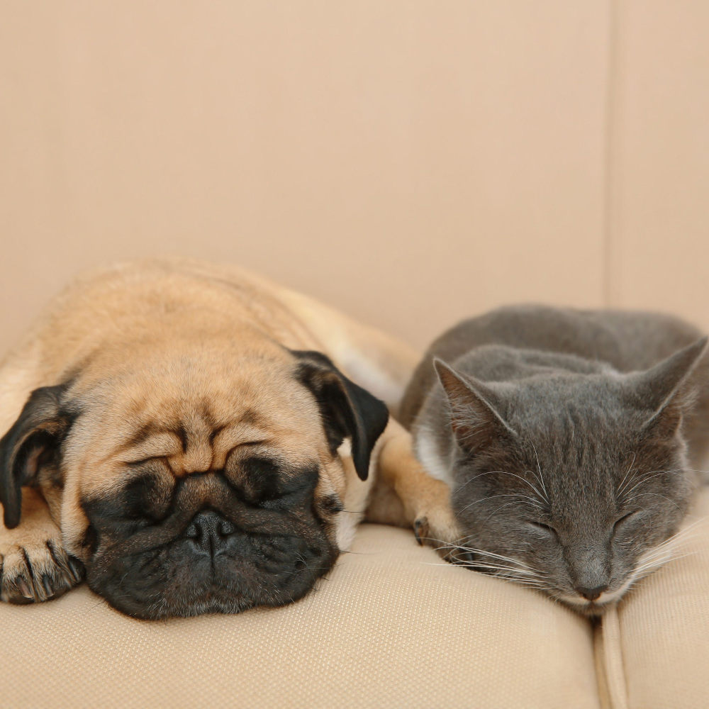 Jazz Infused Naptime for Pets