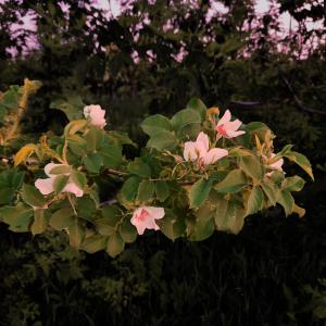 Listen to ROSEHIP song with lyrics from Ivanka