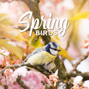 ดาวน์โหลดและฟังเพลง Birds Melody พร้อมเนื้อเพลงจาก Relaxing Nature Sounds Collection