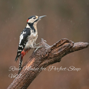 Deep Sleep Music Experience的專輯Rain Music for Perfect Sleep Vol. 1