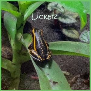 Listen to Caiman Coach song with lyrics from Merce Blek