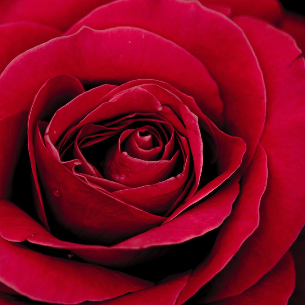Rose (Explicit)