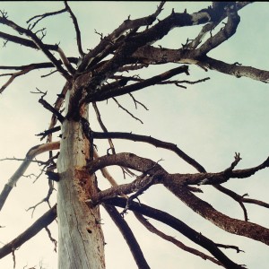 อัลบัม Skips & Rings (feat. Luke Steele) ศิลปิน Crane Like the Bird