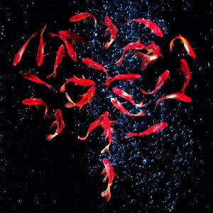 收聽神はサイコロを振らない的Utakata Hanabi歌詞歌曲