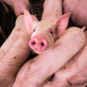 ดาวน์โหลดและฟังเพลง This little piggy went to market (feat. Toddler Nursery Rhymes) (Instrumental) พร้อมเนื้อเพลงจาก Nursery Rhymes No Words