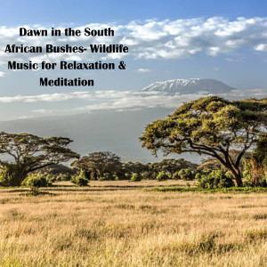 Dawn in the South African Bushes- Wildlife Music for Relaxation & Meditation