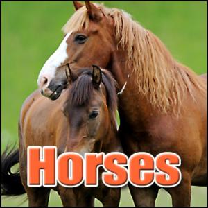 收聽Sound Effects Library的Horse, Walk - Group of Horses Walking on Cobblestone, Animal Horses歌詞歌曲