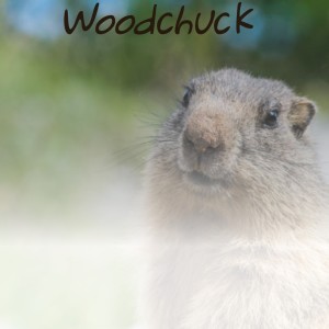 收聽Billy "The Kid" Emerson的Woodchuck歌詞歌曲