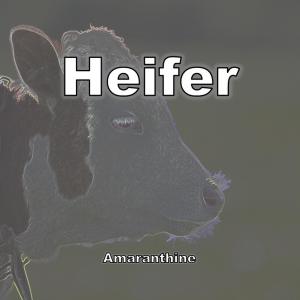 Amaranthine的專輯Heifer