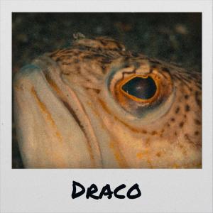 收聽Linny Hery的Draco歌詞歌曲