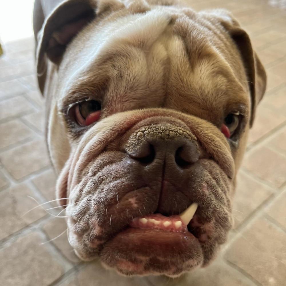 CHERRY EYE