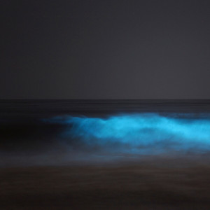 อัลบัม Bioluminescence ศิลปิน Carlos Nino
