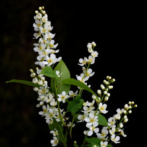 Listen to Apple Blossom song with lyrics from ILikeAGoodBum