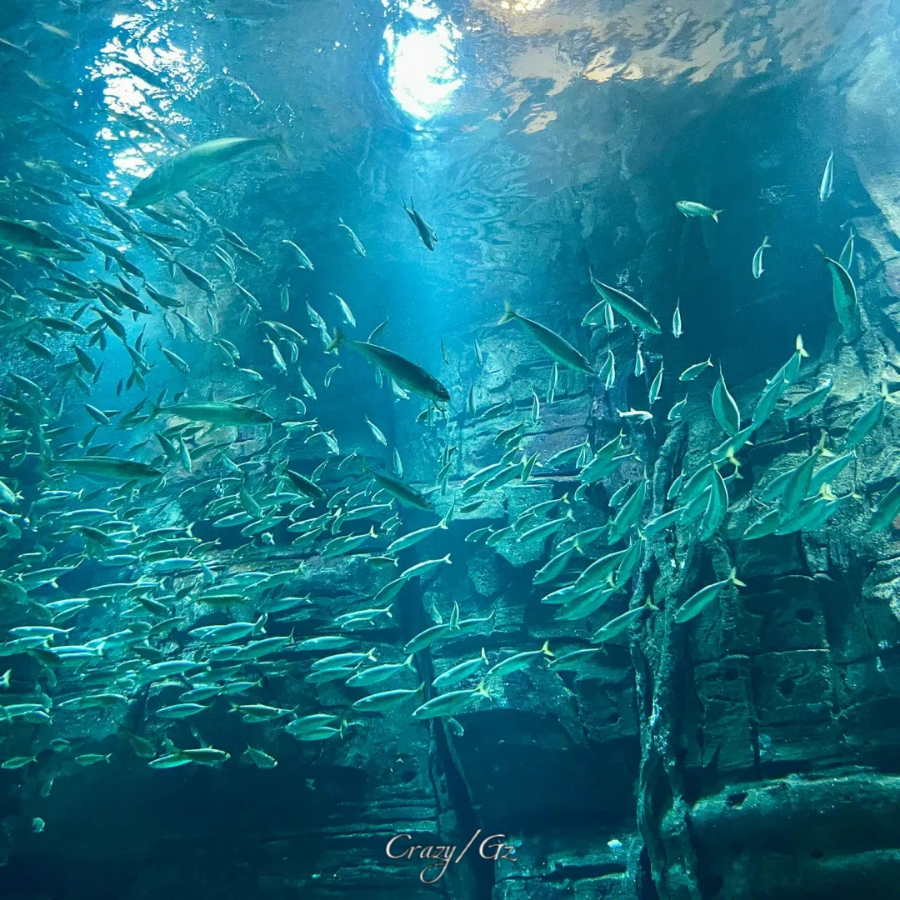 海底 (完整版)