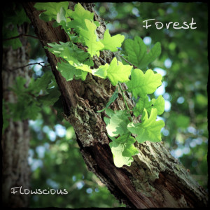 Dengarkan Forest lagu dari Flowscious dengan lirik