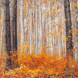 Listen to Inner Peace song with lyrics from SPA