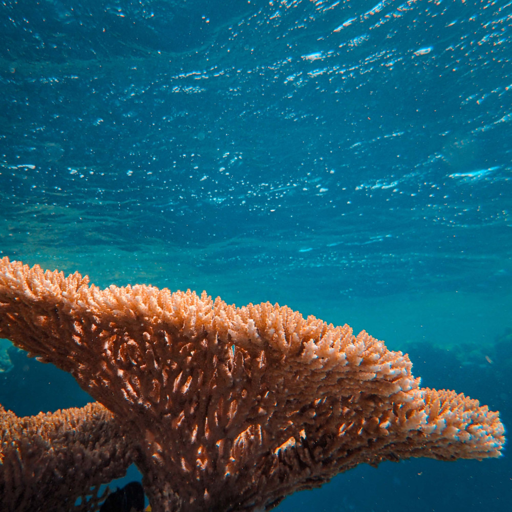 Seashell Symphony Meditation