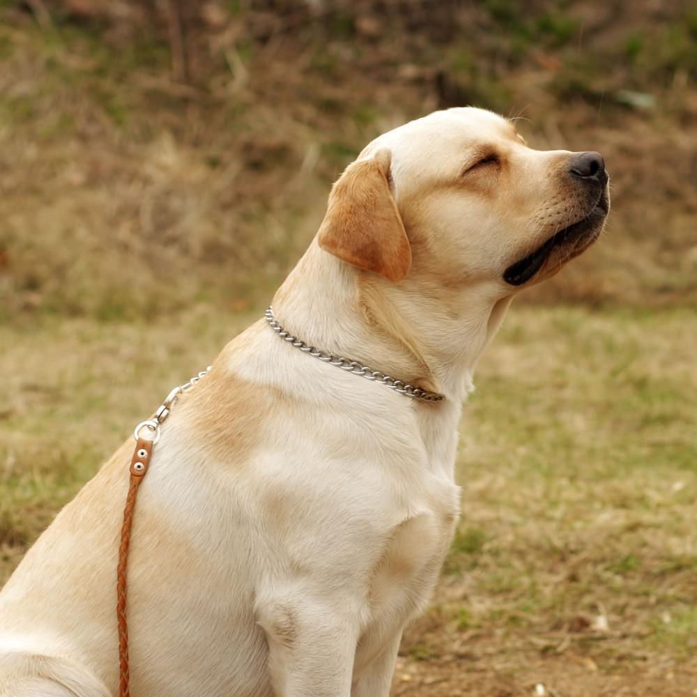 Canine Yawns Stretching Out