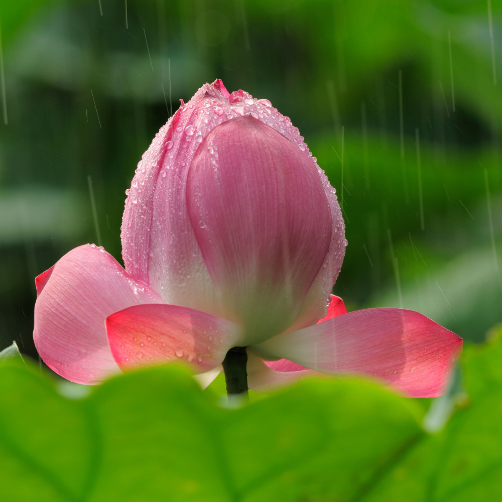 Showers Mingle with Silence