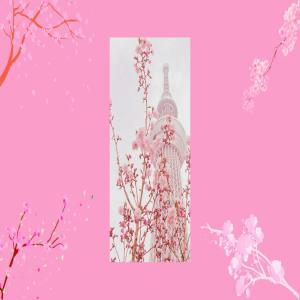 Season of pink sakura (Lofi mix)