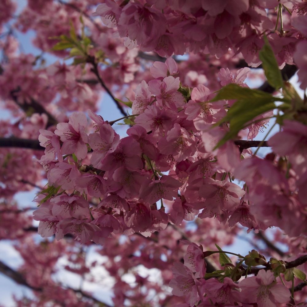 Sakura