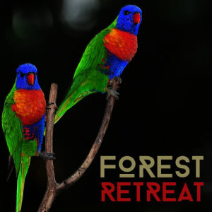 ดาวน์โหลดและฟังเพลง Birds of the Woods พร้อมเนื้อเพลงจาก Nature Retreat