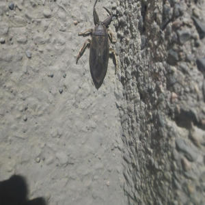 I.C的專輯Murder a Rhyme (Explicit)