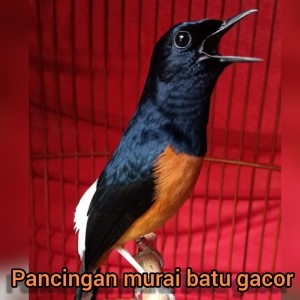 Dengarkan Pancingan Kacer Dijamin Langsung Nyaut Dan Gacor (Live) lagu dari Master murai 87 dengan lirik