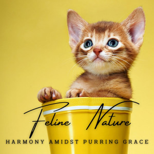 Piano Whisker Serenades: Feline Nature Harmonies