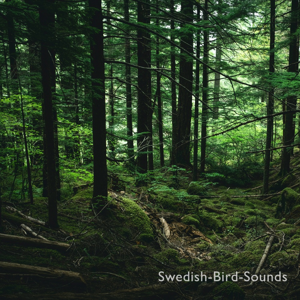 Swedish Birds Near Icy Stream