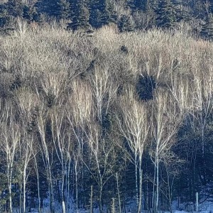 Listen to 依依 (完整版) song with lyrics from 智强