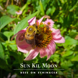 Album Bees on Echinacea from Sun Kil Moon