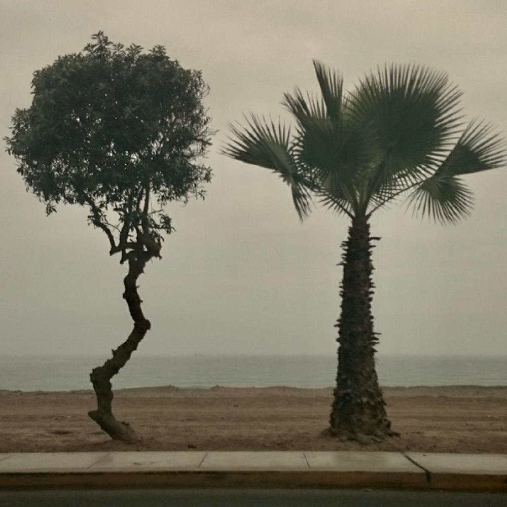 enveloped