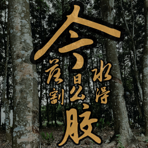 Album 今日落水不割得胶 from 符禹迅