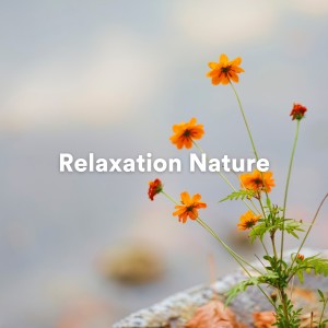 Album Relaxation Nature from Zen Ambiance D'eau Calme