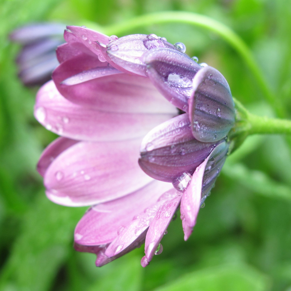 Drops Symphony Rainy Journey
