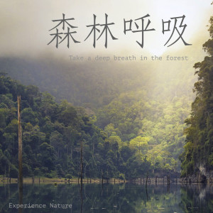 Album 森林呼吸：晨间音乐、瑜珈音乐、回复体力、冥想、打坐 from 瑜珈精选音乐