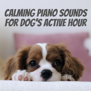 Calming Piano Sounds for Dog's Active Hour