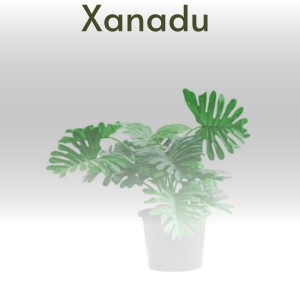 收聽Ace Cannon的Xanadu歌詞歌曲