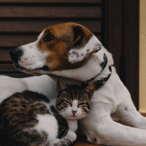 Teddie Lofi的專輯Lofi Pet Cuddles: Elevating Harmony with Your Pets