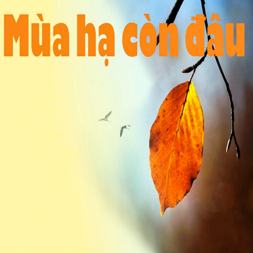 Mùa hạ còn đâu