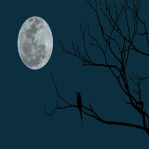 收聽Nightbird Da Snatcher的Nightmare from Da bird (feat. Yung Ripper) (Explicit)歌詞歌曲