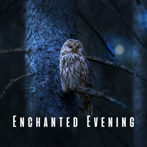 อัลบัม Enchanted Evening: Light Rain and Owl Wisdom for Sleep ศิลปิน Healing Nature Sounds