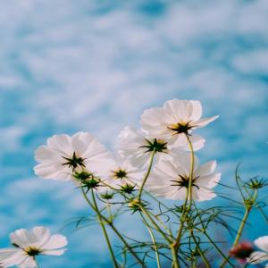Listen to Explore song with lyrics from Asian Zen Meditation