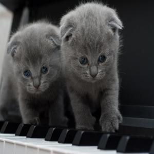 Album Classical Piano Pieces to Quarantine with, Vol. 2 from Alex Zoghlin