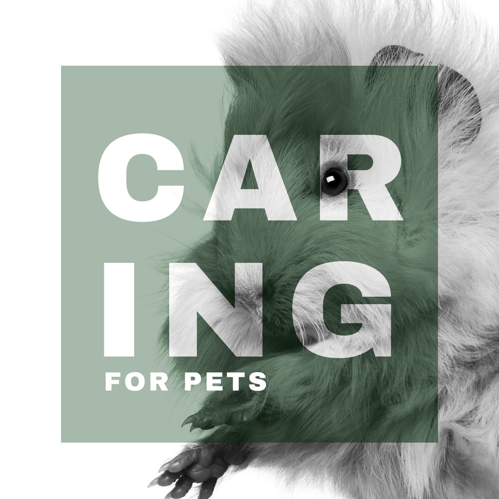 Instrumental for Pets (Guitar)