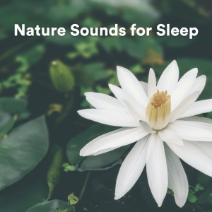 收聽Nature Sounds Nature Music的Nature Sounds for Sleep, Pt. 100歌詞歌曲