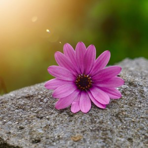 Listen to Slow Bloom song with lyrics from Dual